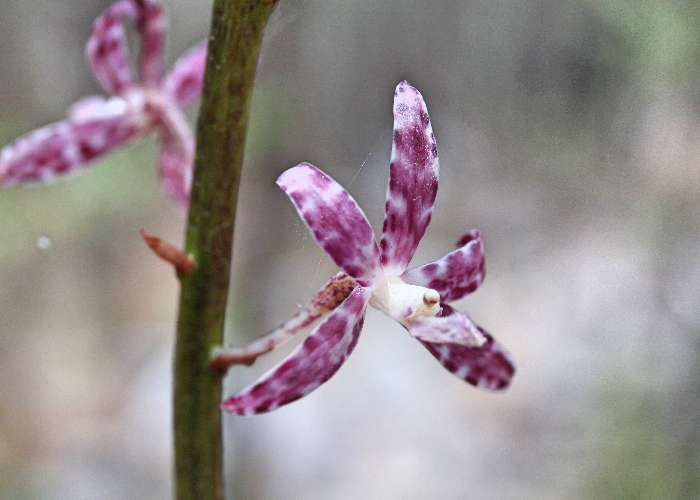 North Queensland Plants Orchidaceae